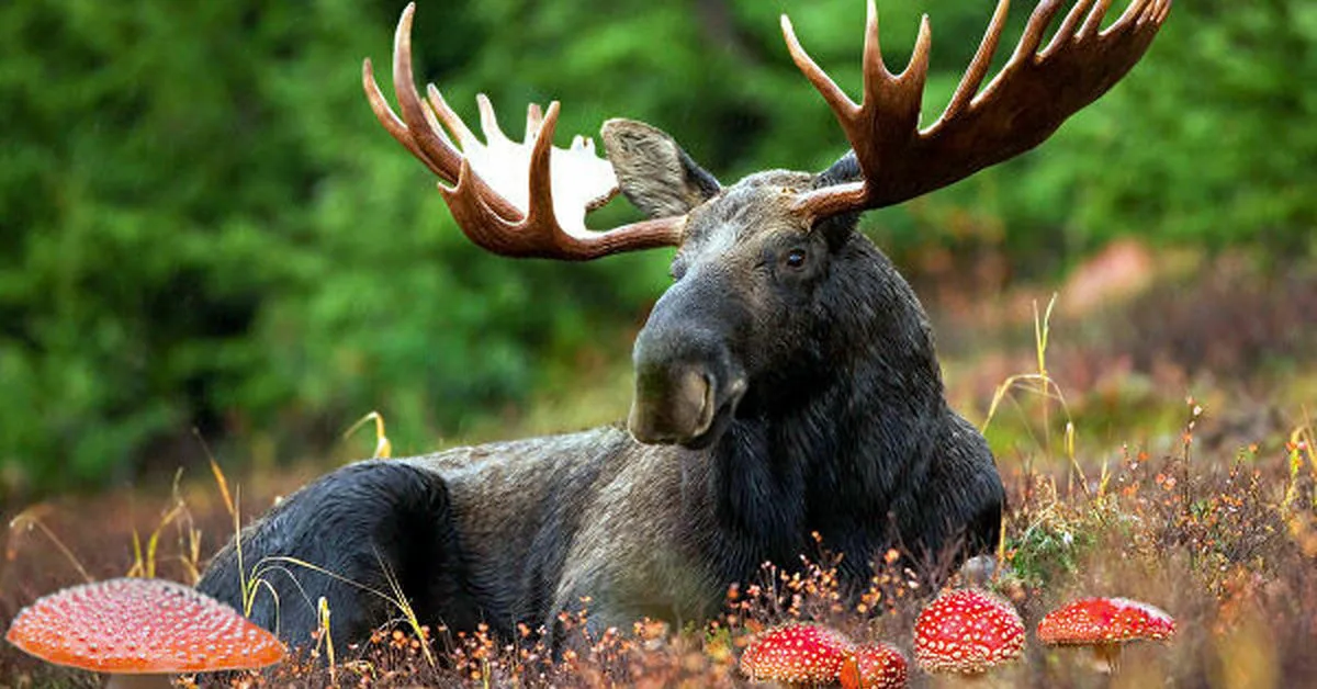 Animal Games Platform