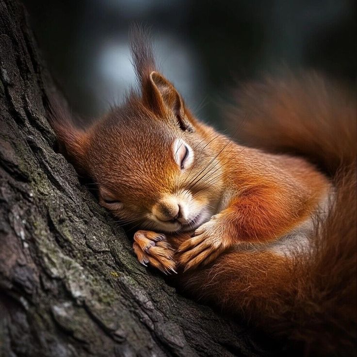 GB Wildlife Explorer